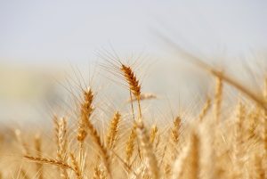 Macinare il grano in casa: i consigli per farlo
