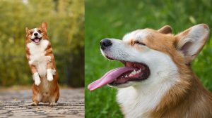 Come capire il comportamento dei cani