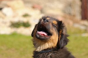 Intolleranze alimentari e allergie: come riconoscerle e gestirle nei cani e nei gatti