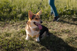 Le razze più predisposte alla displasia dell'anca e come gestire un cane affetto