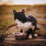 Crocchette per gatti sterilizzati: perché la dieta cambia dopo l’operazione